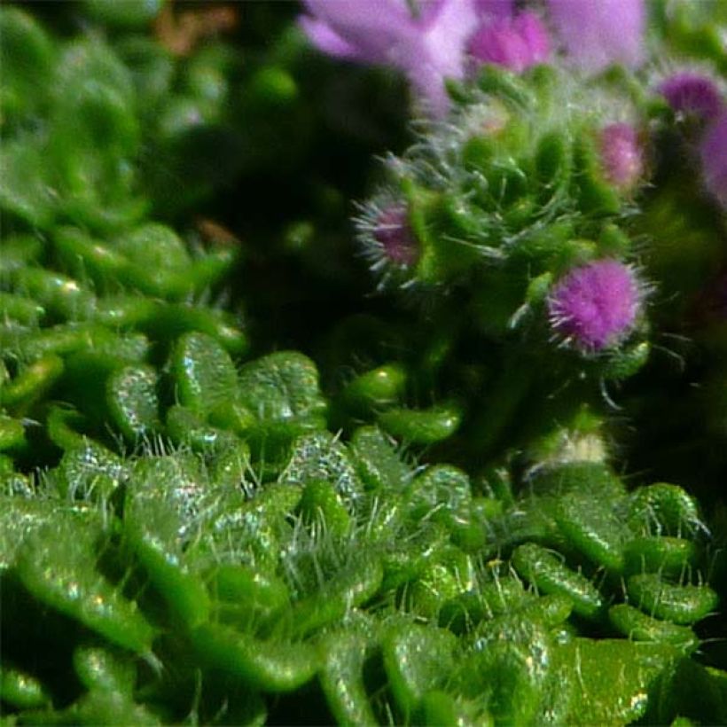 Thymus serpyllum Elfin - Serpillo (Fogliame)