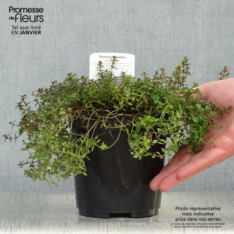 Thym serpolet Elfin - Thymus serpyllum en pot de 2/3 litres esemplare consegnato in inverno