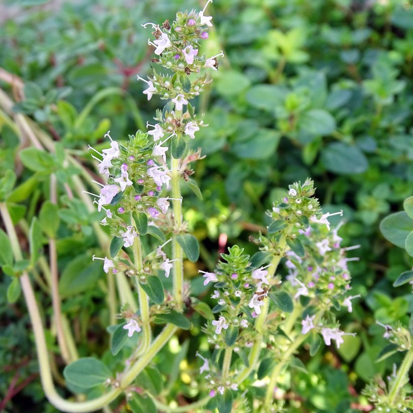 Thymus serpyllum - Timo serpillo (Fioritura)