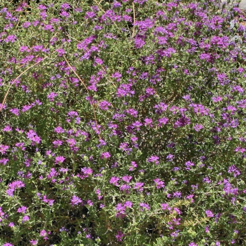 Thymus capitatus - Timo (Fioritura)