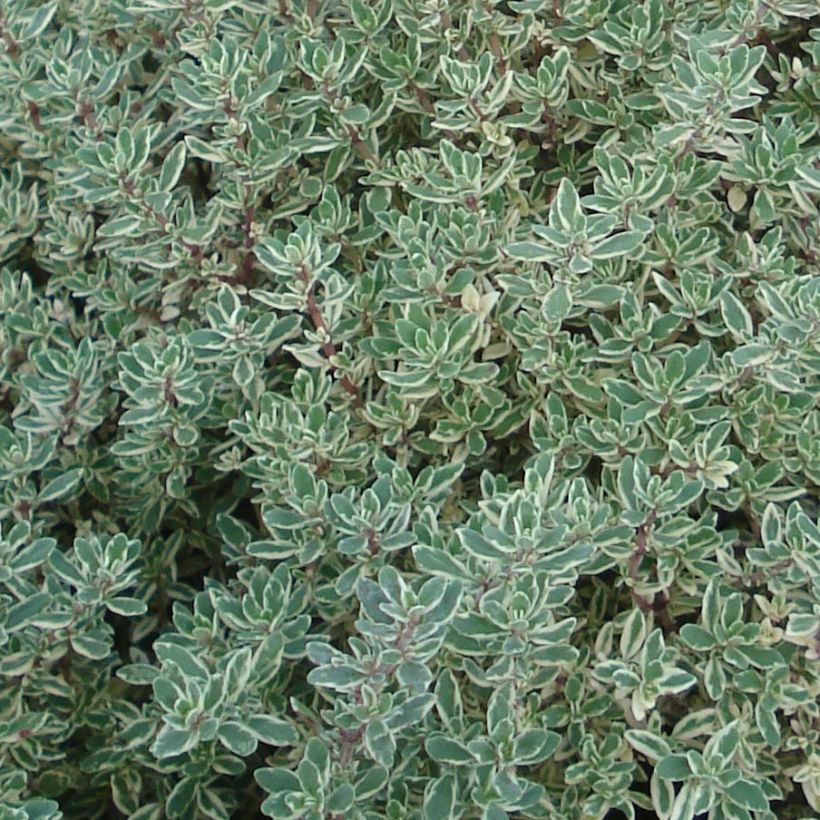 Thymus x citriodorus Silver Queen - Timo limone pennacchio (Fogliame)