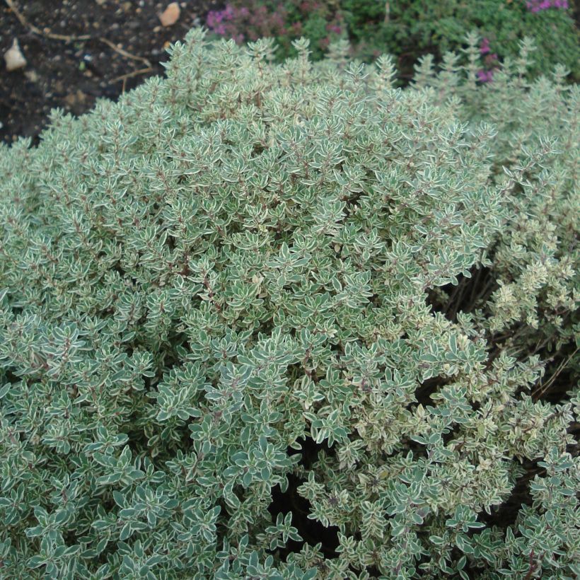 Thymus x citriodorus Silver Queen - Timo limone pennacchio (Porto)