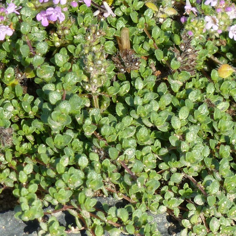 Thymus hirsutus - Timo (Fogliame)