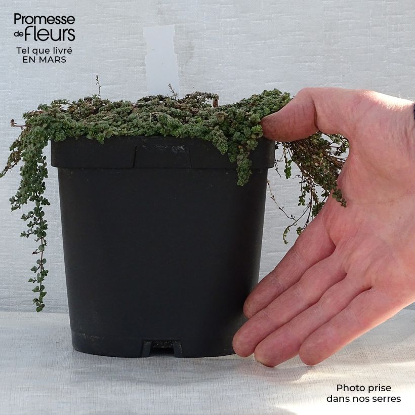 Thymus hirsutus - Thym hirsute en pot de 2/3 litres esemplare consegnato in primavera