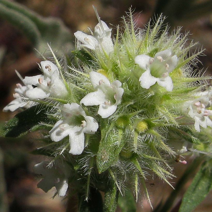 Thymus mastichina - Timo (Fioritura)