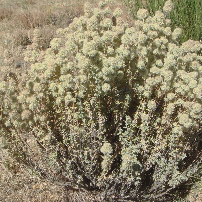 Thymus mastichina - Timo (Porto)