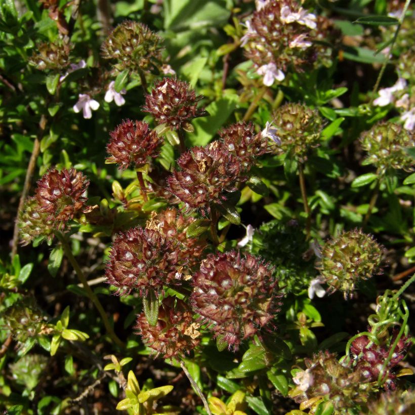 Thymus nitens - Timo (Fioritura)