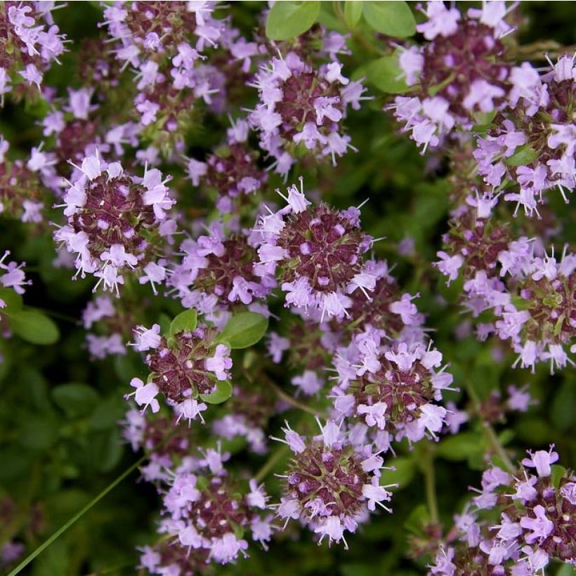 Thymus pulegioides Splendens (Fioritura)