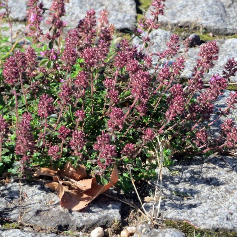 Thymus pulegioides Splendens (Porto)