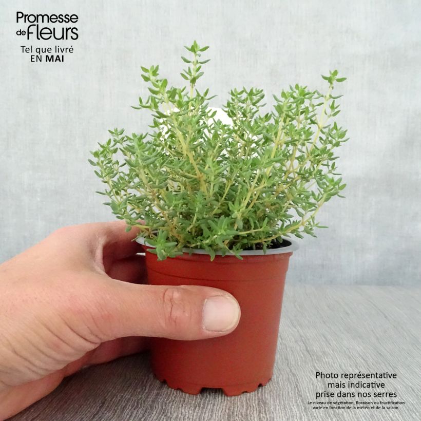 Thymus vulgaris Compactus - Thym commun Compactus BIO Pot de 0.5L esemplare consegnato in primavera