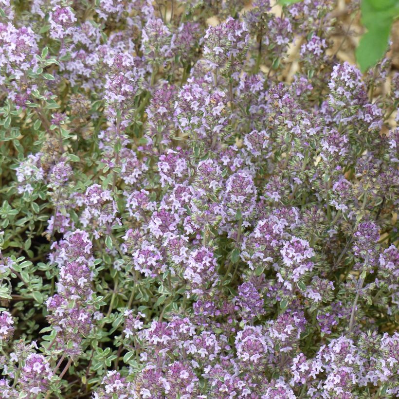 Thymus vulgaris Silver Posie - Timo (Fioritura)