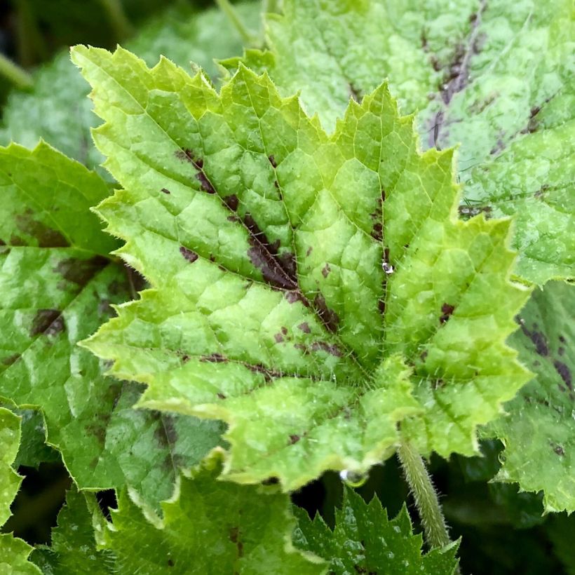 Tiarella cordifolia Appalachian Trail (Fogliame)