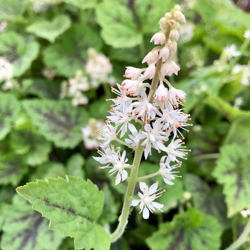 Tiarella cordifolia Appalachian Trail (Fioritura)