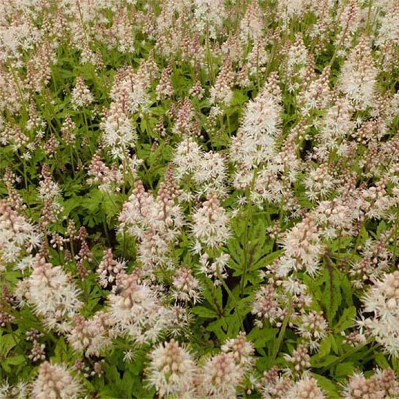 Tiarella Arpeggio (Fioritura)