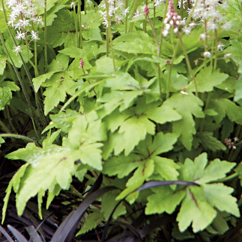 Tiarella Crow Feather (Fogliame)