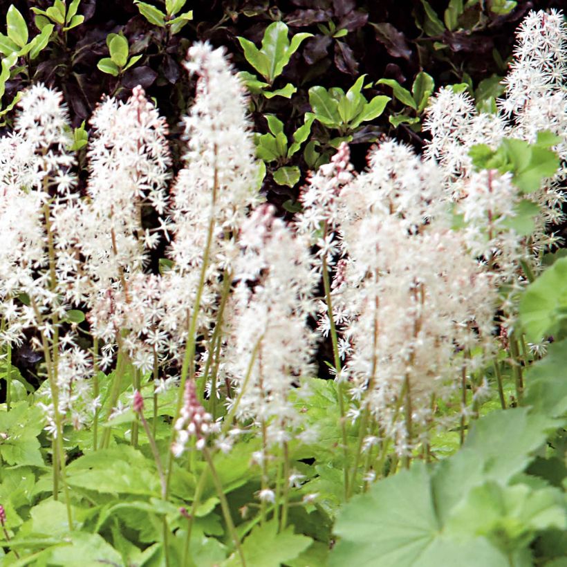 Tiarella Crow Feather (Fioritura)