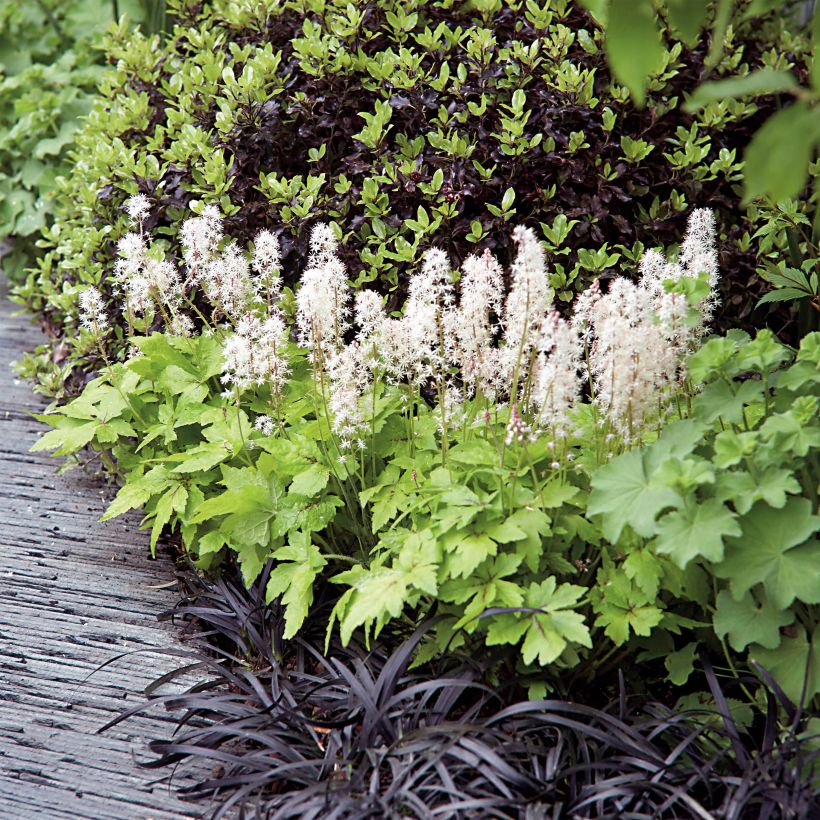 Tiarella Crow Feather (Porto)