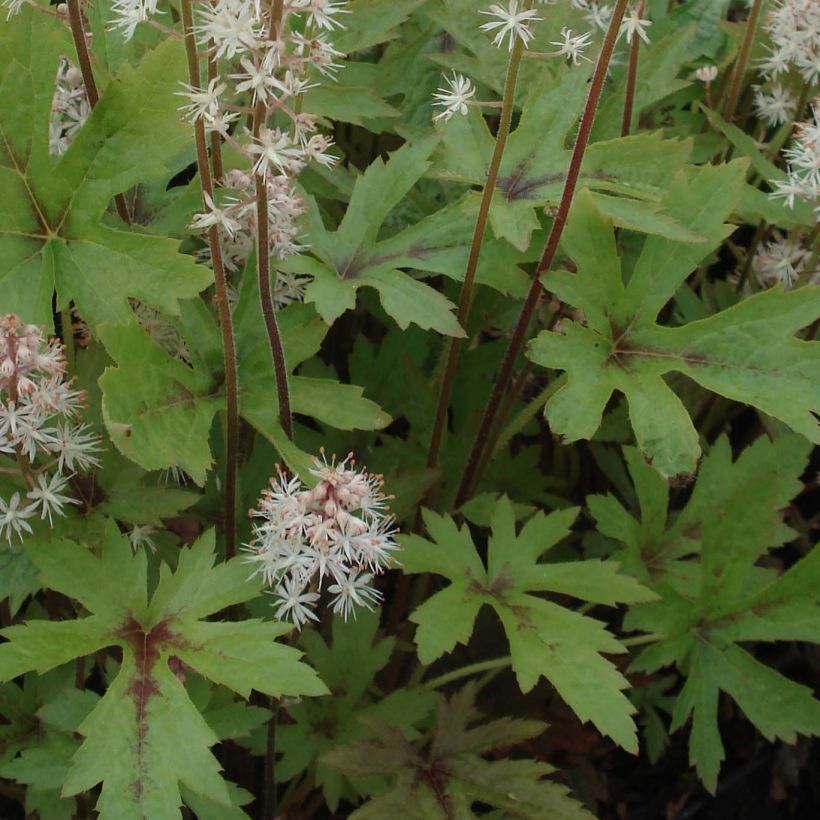 Tiarella Pink Skyrocket (Fogliame)