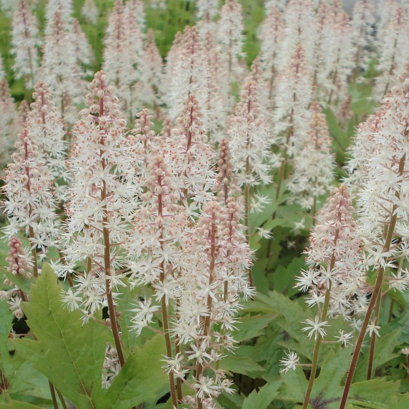 Tiarella Pink Skyrocket (Fioritura)