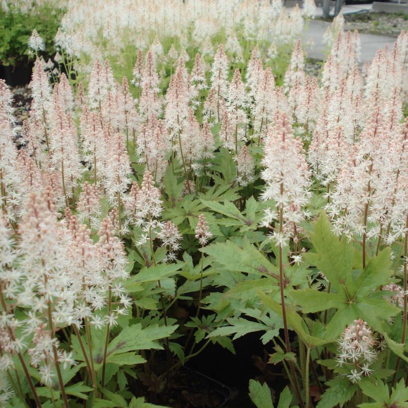 Tiarella Pink Skyrocket (Porto)