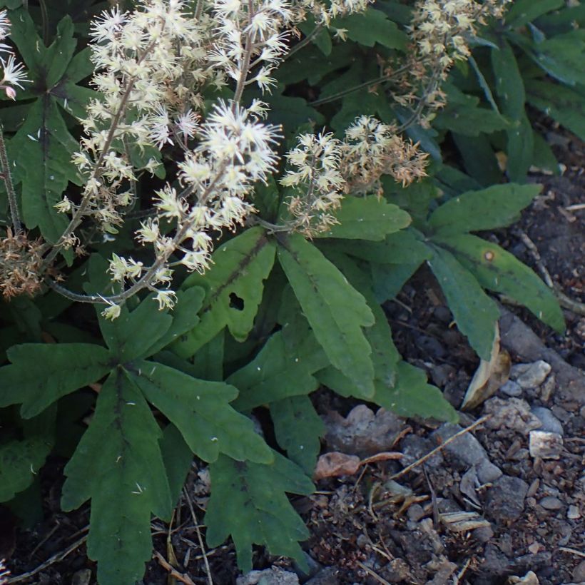 Tiarella Spring Symphony (Fogliame)