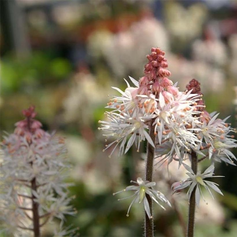 Tiarella Spring Symphony (Fioritura)