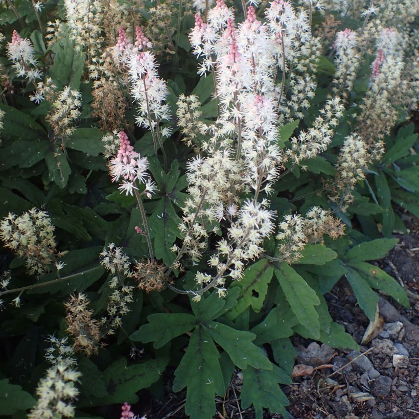 Tiarella Spring Symphony (Porto)