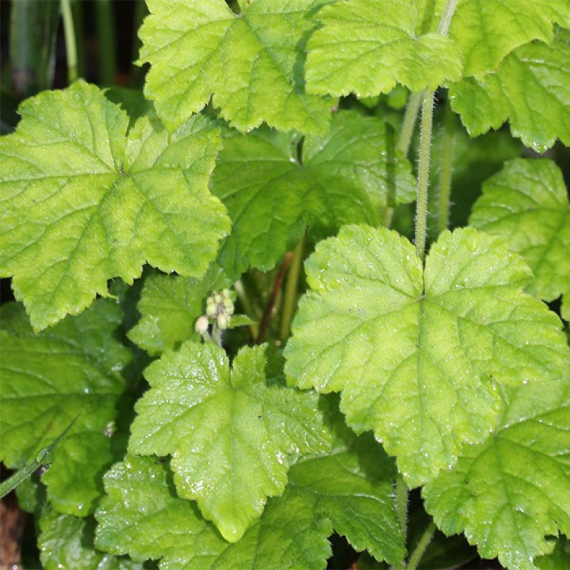 Tiarella polyphylla (Fogliame)