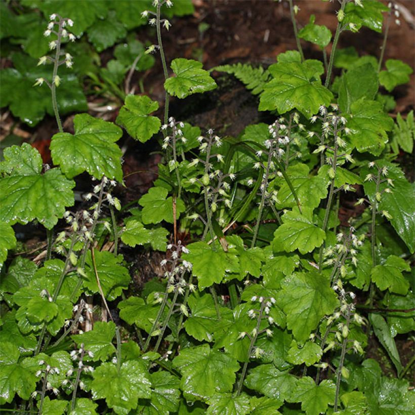 Tiarella polyphylla (Fioritura)