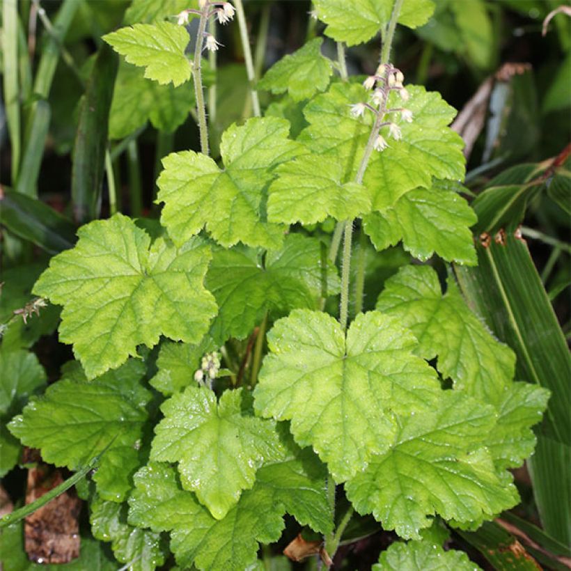 Tiarella polyphylla (Porto)