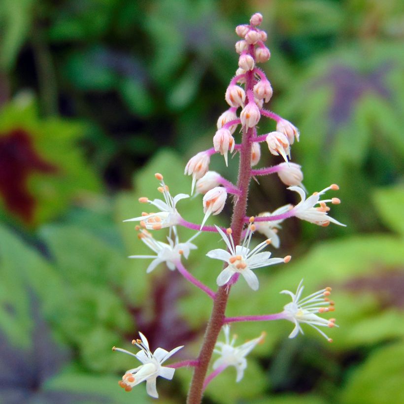 Tiarella Sugar and Spice (Fioritura)