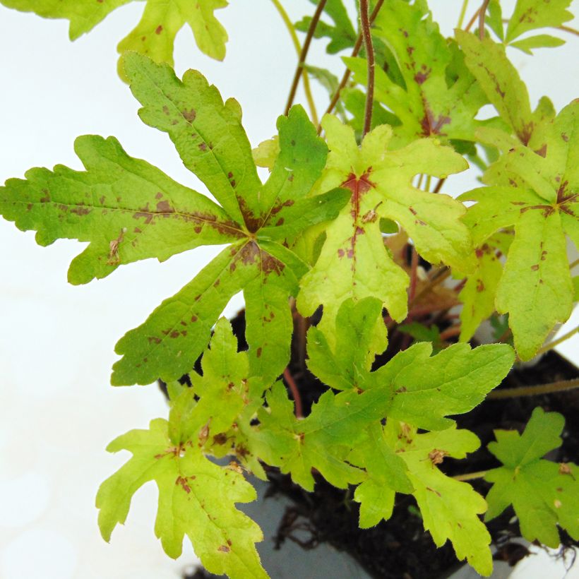 Tiarella Arpeggio (Fogliame)