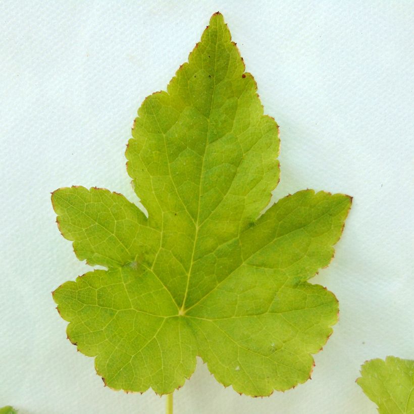 Tiarella Running Tiger (Fogliame)