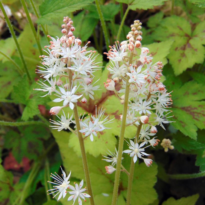 Tiarella Running Tiger (Fioritura)