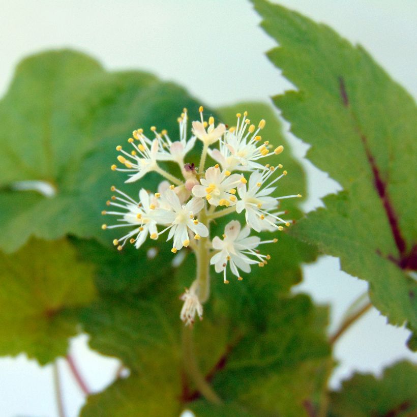 Tiarella Tiger Stripe (Fioritura)