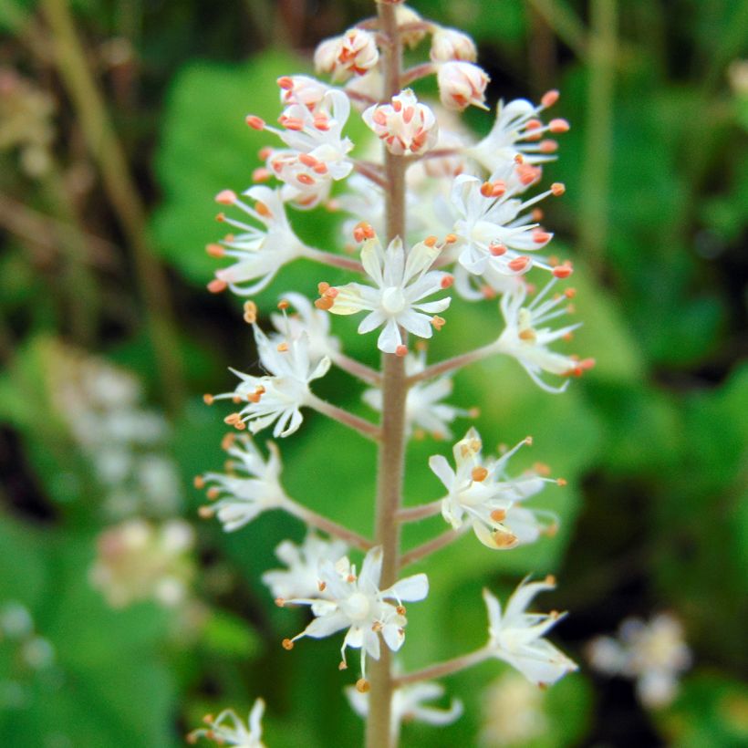 Tiarella wherryi (Fioritura)