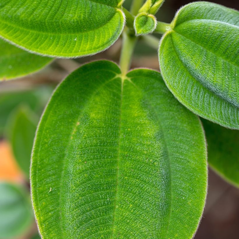 Tibouchina semidecandra (Fogliame)