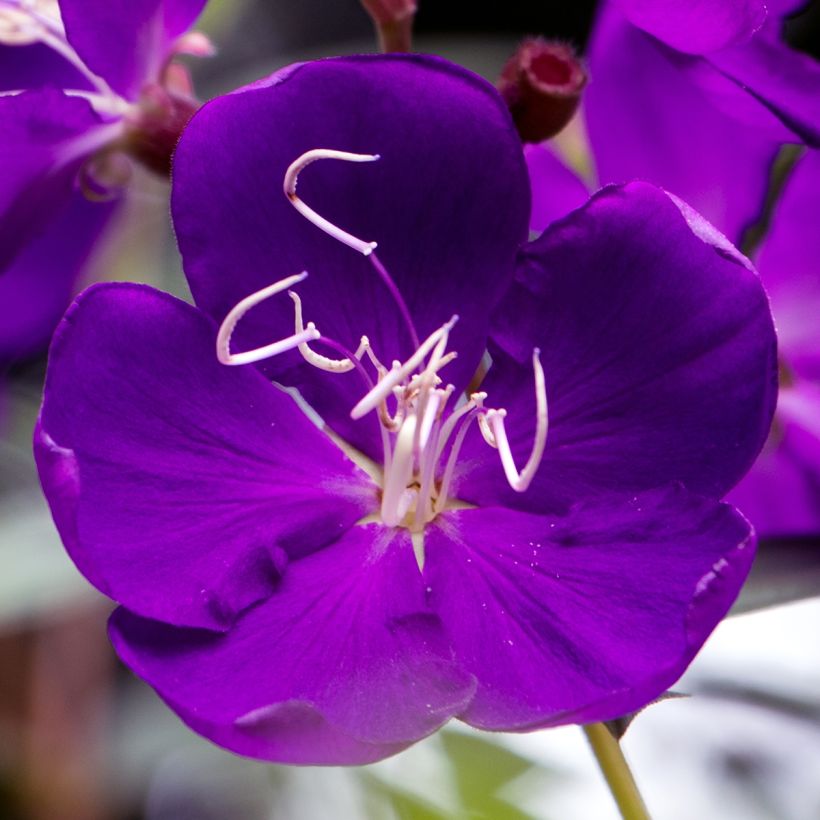 Tibouchina semidecandra (Fioritura)