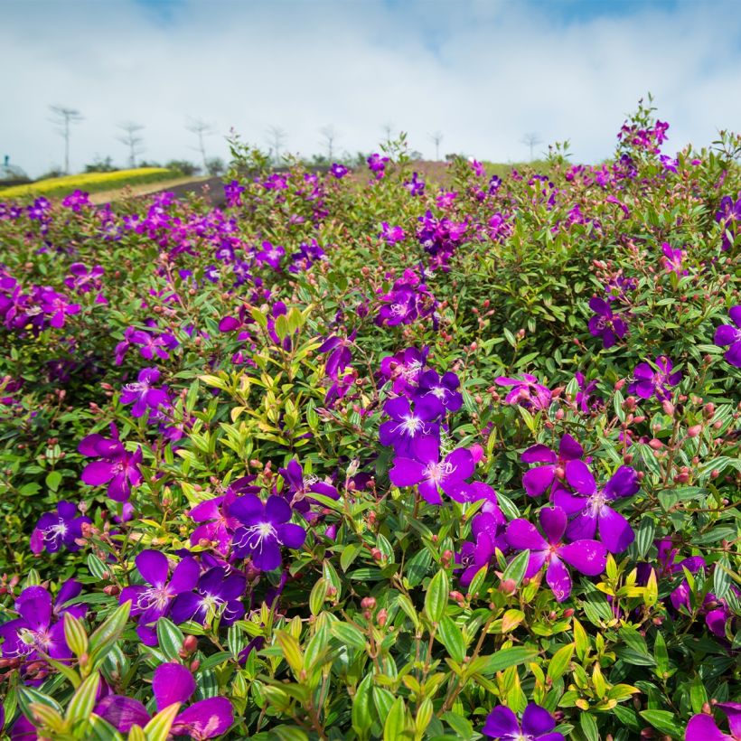 Tibouchina semidecandra (Porto)