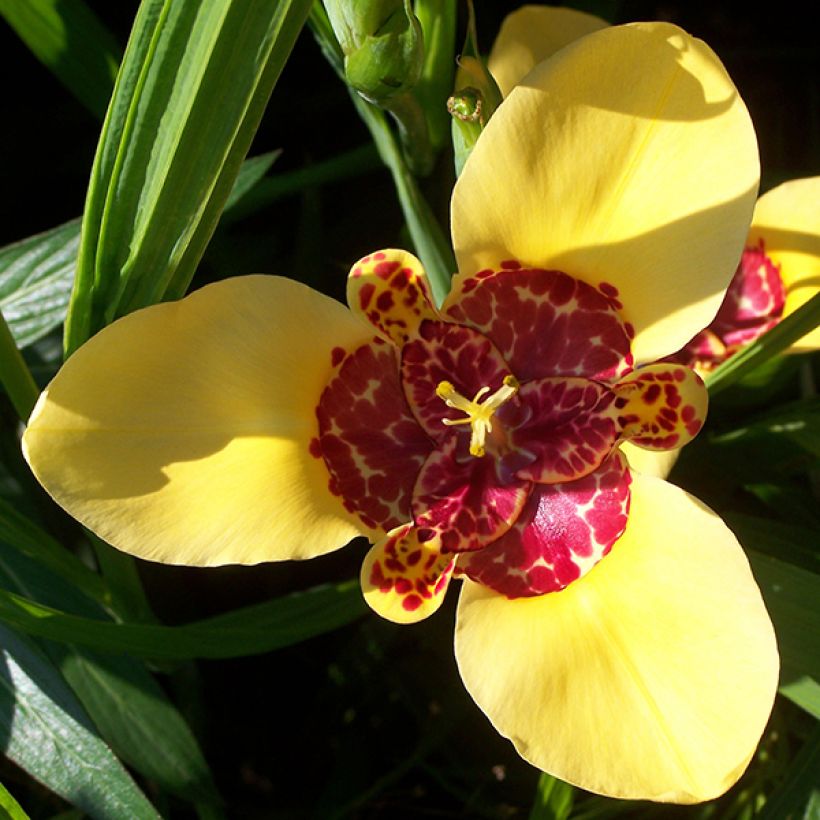 Tigridia pavonia Aurea (Fioritura)