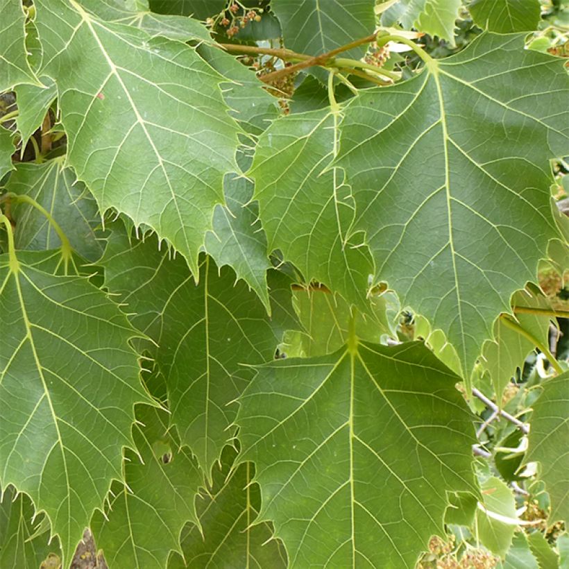 Tilia henryana - Tiglio (Fogliame)