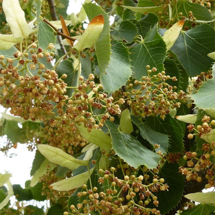 Tilia henryana - Tiglio (Fioritura)