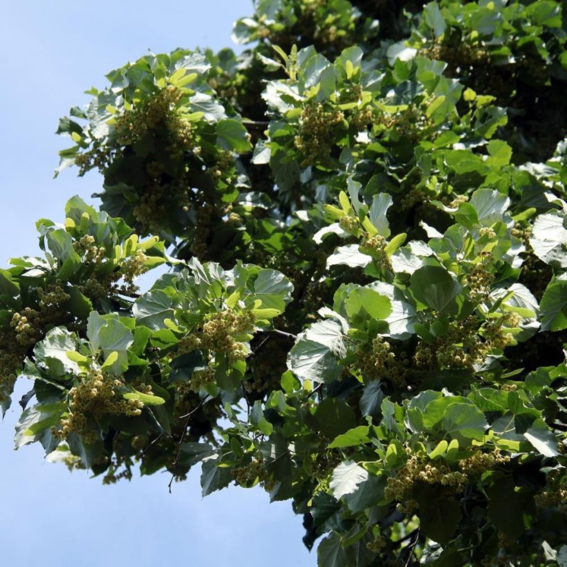 Tilia platyphyllos - Tiglio nostrano (Fogliame)