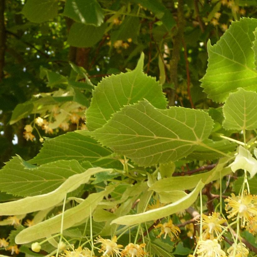 Tilia platyphyllos Rubra - Tiglio nostrano (Fogliame)