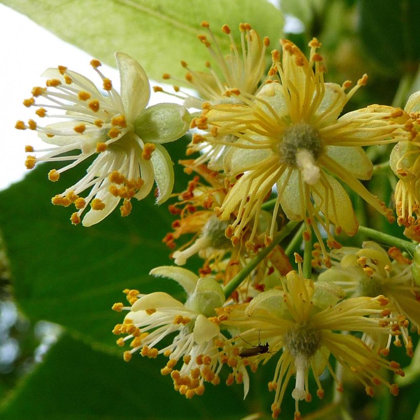 Tilia platyphyllos Rubra - Tiglio nostrano (Fioritura)