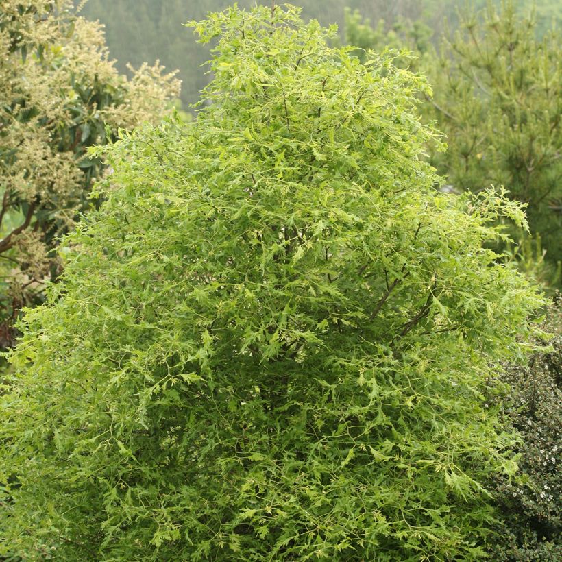 Tilia platyphyllos Henryk Eder - Tiglio nostrano (Porto)