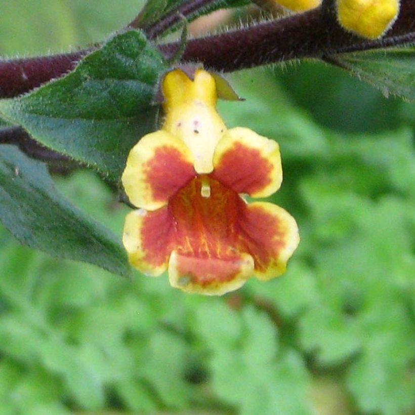 Titanotrichum oldhamii (Fioritura)