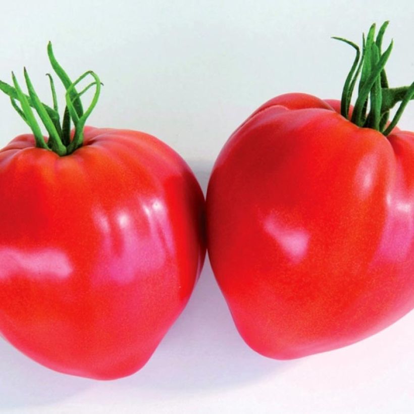 Pomodoro cuore di bue/Beefsteak Cauralina F1 (Raccolta)