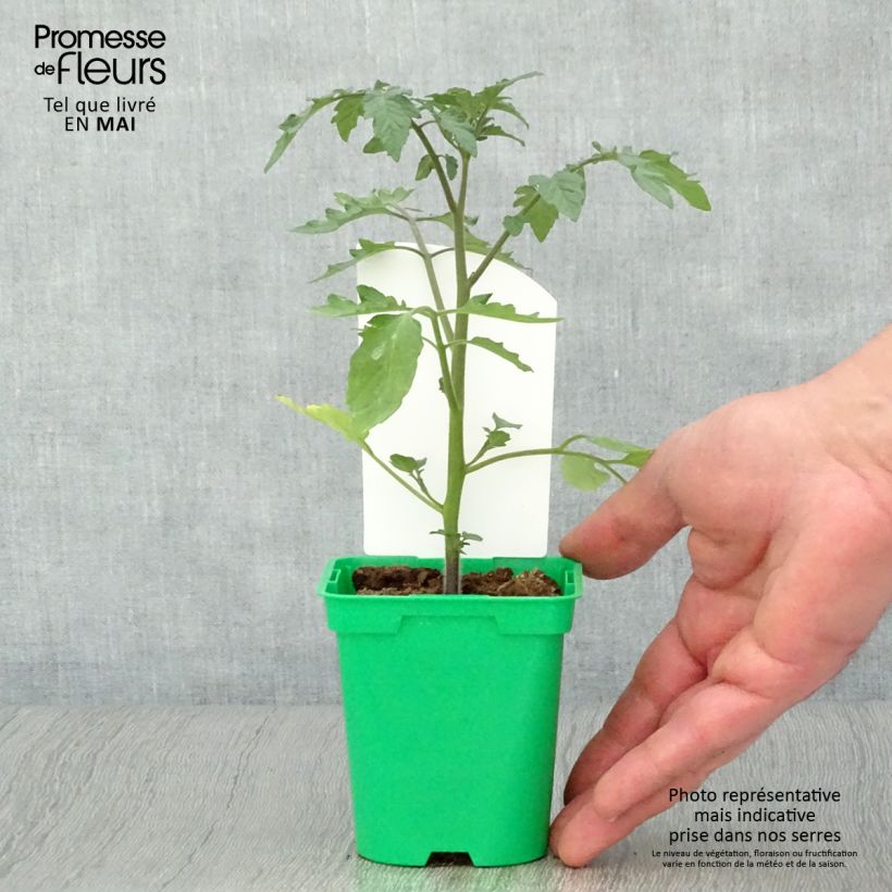 Tomate Cookie F1 mélange en plants Pot de 10 cm/11cm esemplare consegnato in primavera