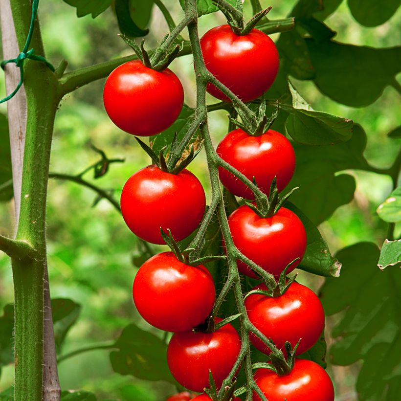 Pomodoro ciliegino Gardener's Delight BIO (semi) (Raccolta)